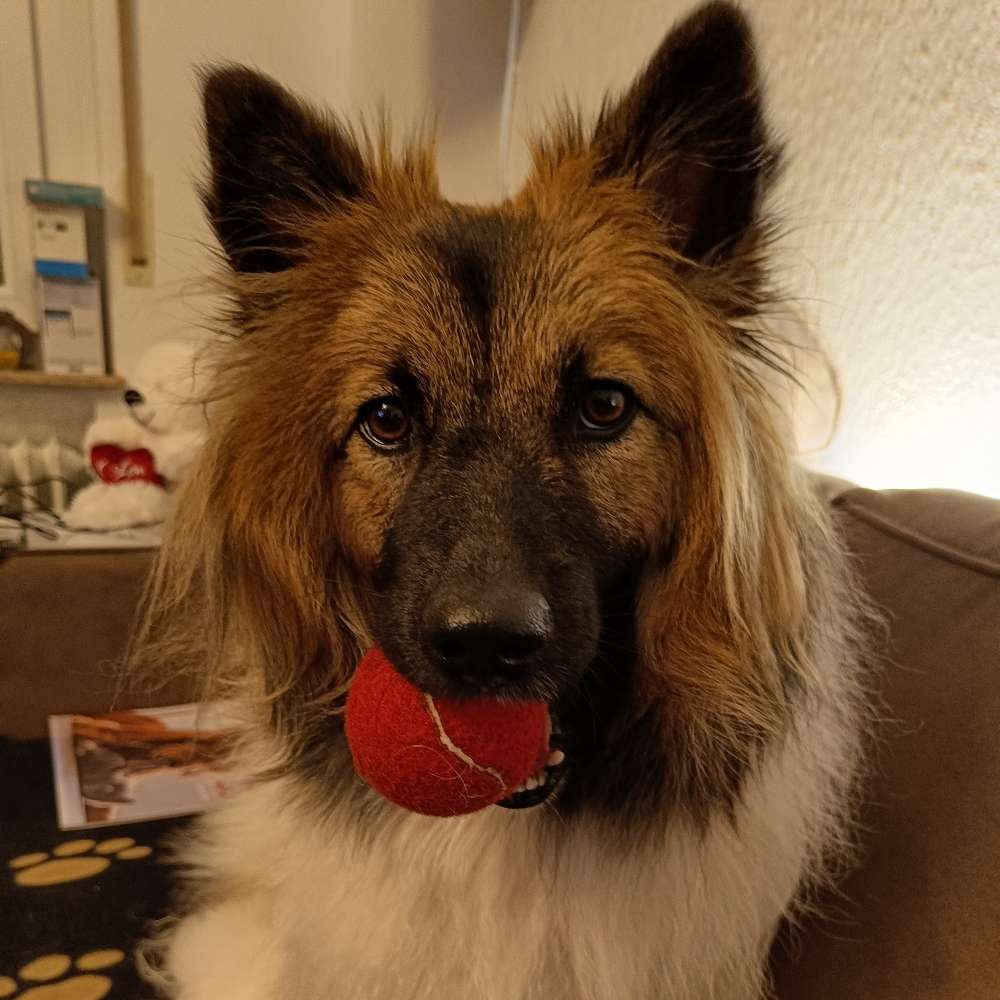 Hundetreffen-Gassirunde&Spieletreff-Profilbild