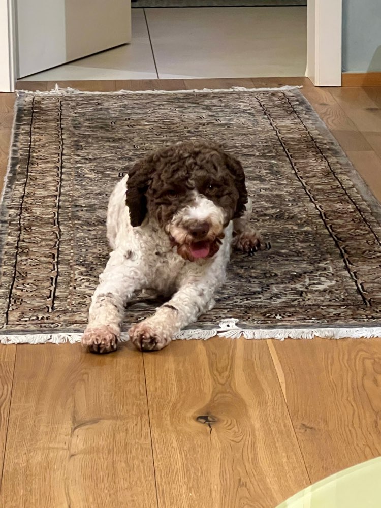 Hundetreffen-Suchen Lagotto-Treff oder Spaziergang und eventuell Trüffelsuch-Training-Profilbild