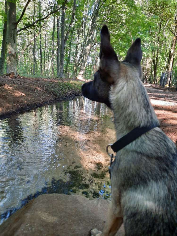 Hundetreffen-Waldspaziergang in Hilden-Profilbild