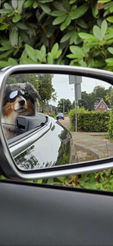215. Foto Wettbewerb: dein Hund im Spiegel Banner