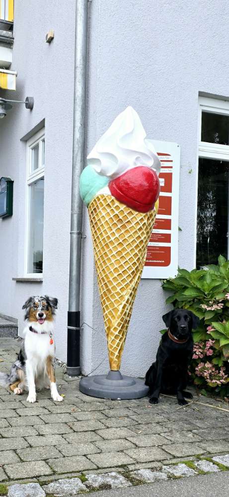Welche Werbung macht euer Hund Banner