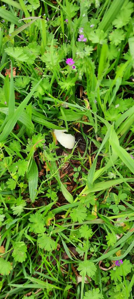 Giftköder-Gekochte Eierstücke-Profilbild