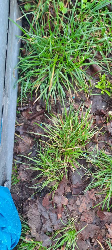 Giftköder-Rattengift neben Mülltonne-Profilbild