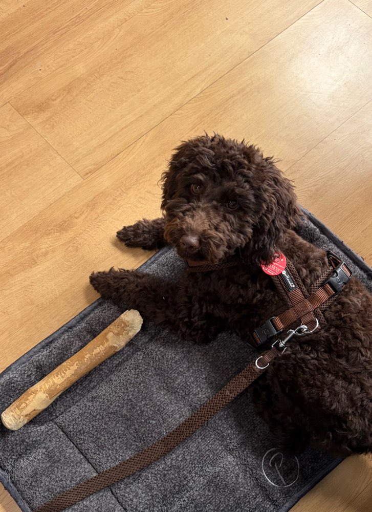 Hundetreffen-Sozialisierung/ Spielen in Sendling-Profilbild