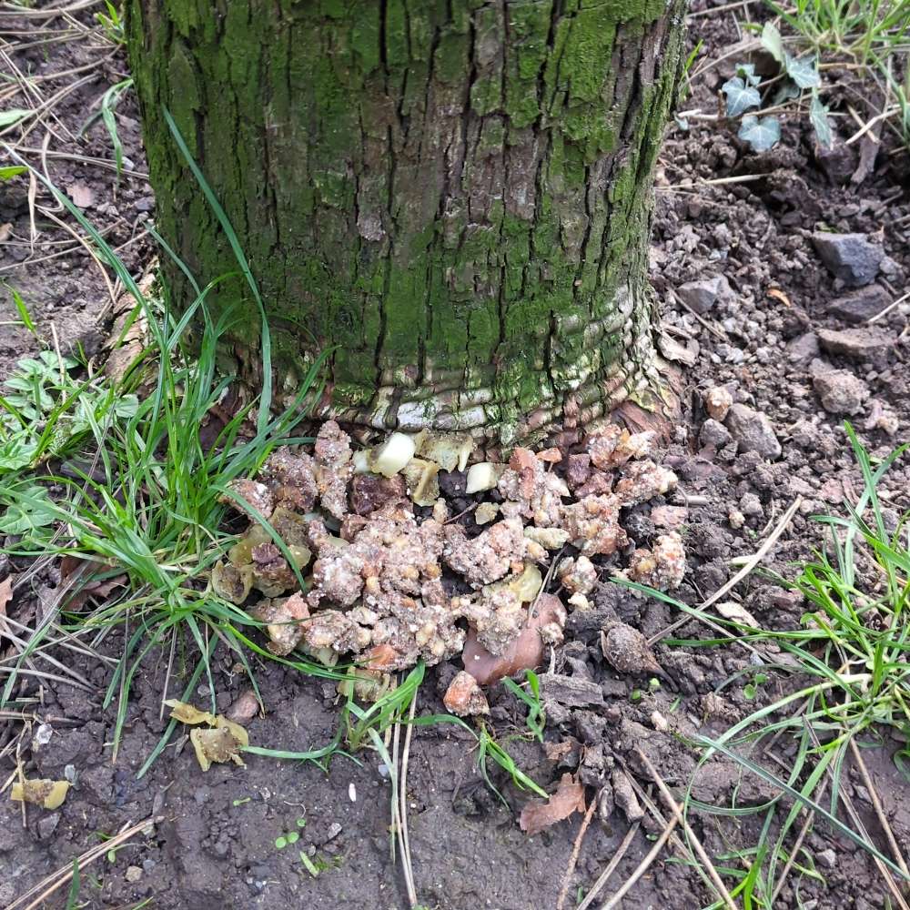 Giftköder-Futter an einem Baum-Profilbild