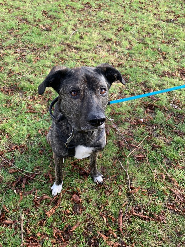 Hundetreffen-Sozialisierung-Profilbild