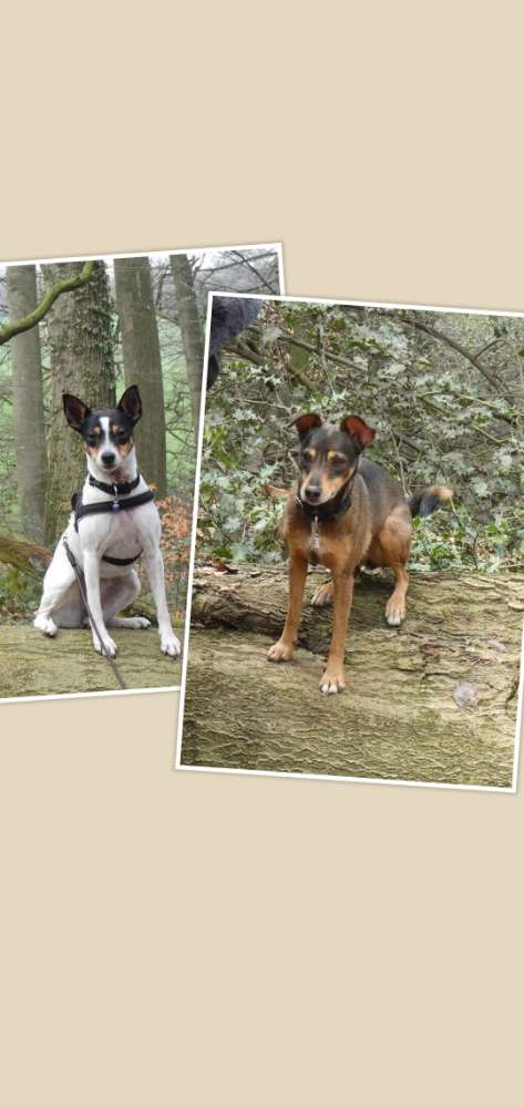 Hundetreffen-Kumpels gesucht-Profilbild