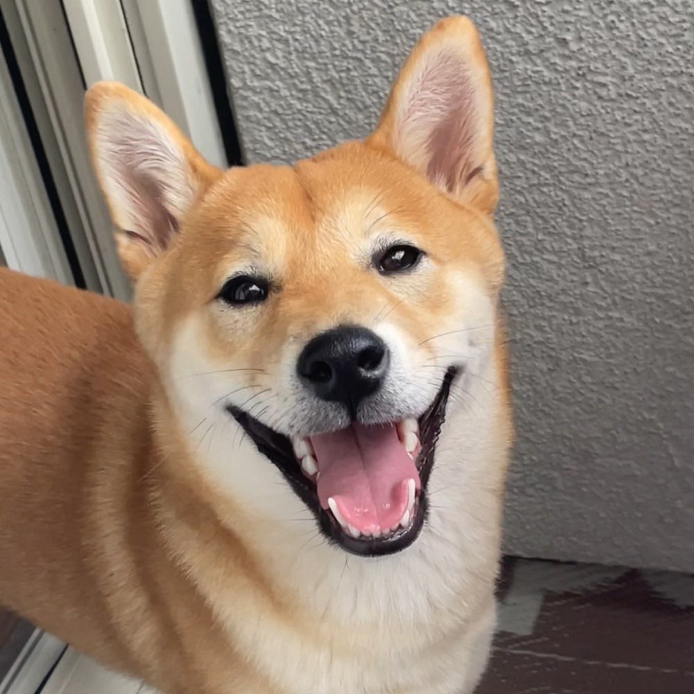 Hundetreffen-Spiel und - Trainingskameraden gesucht :)-Profilbild