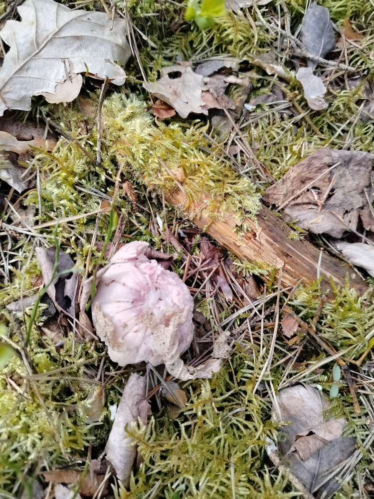 Giftköder-evtl. Giftköder-Profilbild