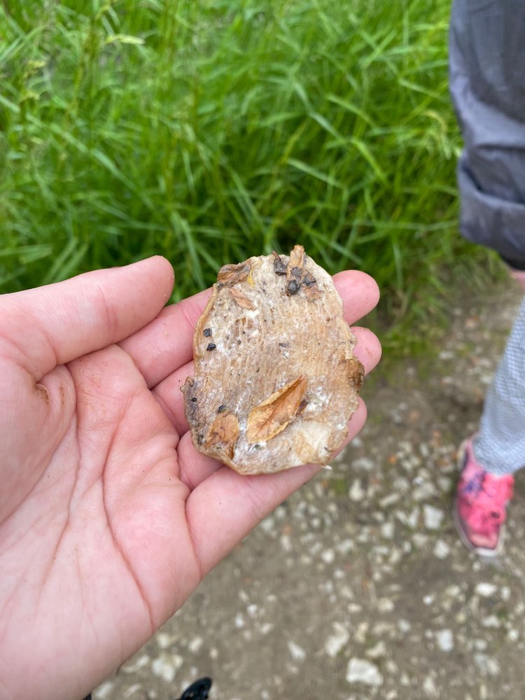 Giftköder-evtl. Giftköder Rodheim Pflasterpfad-Profilbild