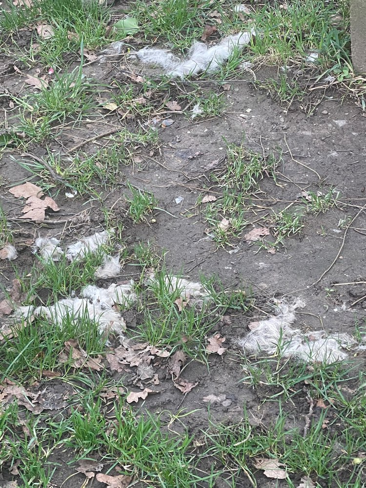 Giftköder-Giftköder (Brot um Baum)-Profilbild
