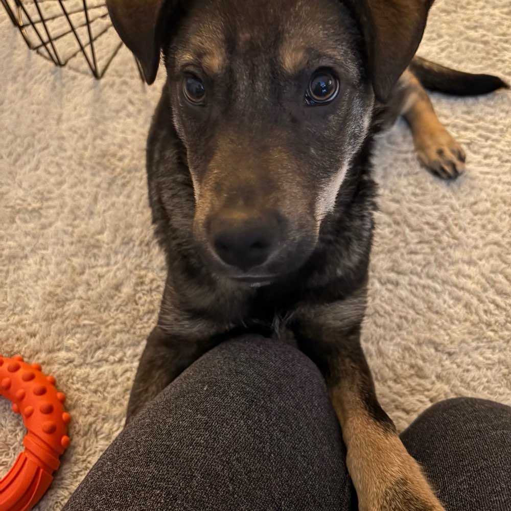 Hundetreffen-Social Walk, Training, Spieltreff-Profilbild