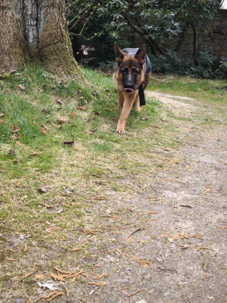 Hundetreffen-Gassi geh runden :)-Profilbild