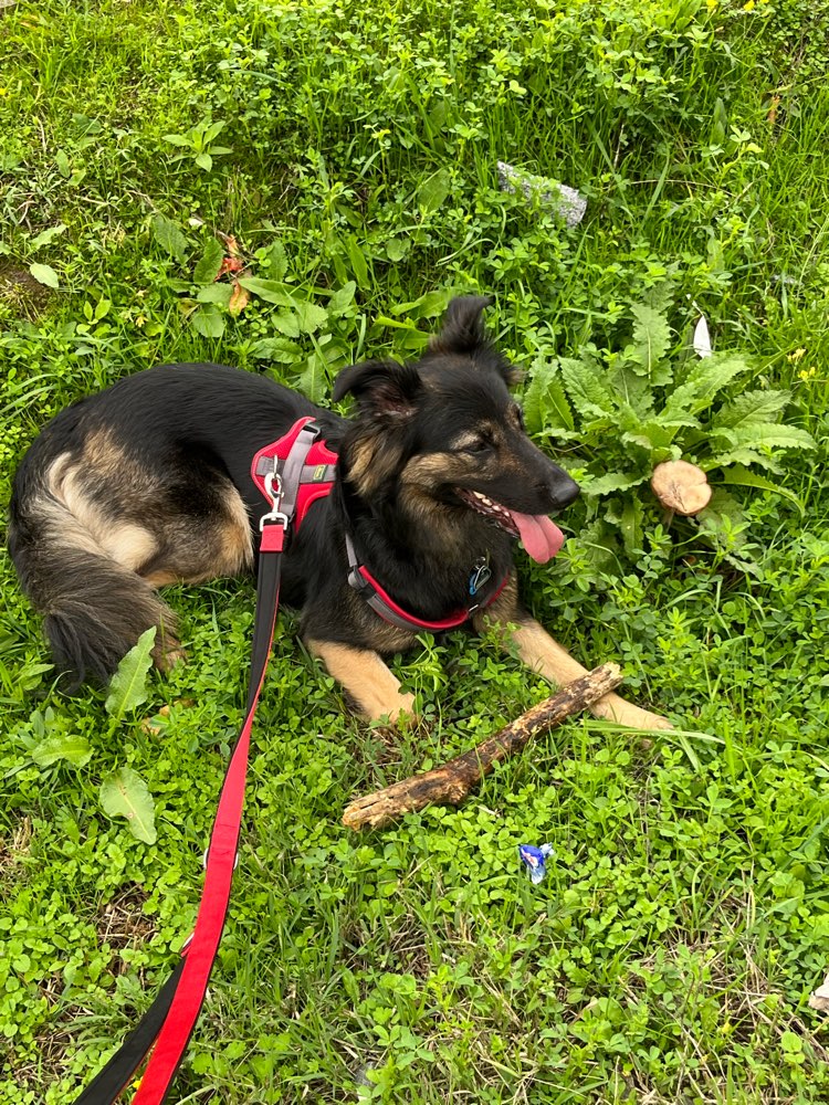 Hundetreffen-Trainingspartner/Gassipartner-Profilbild