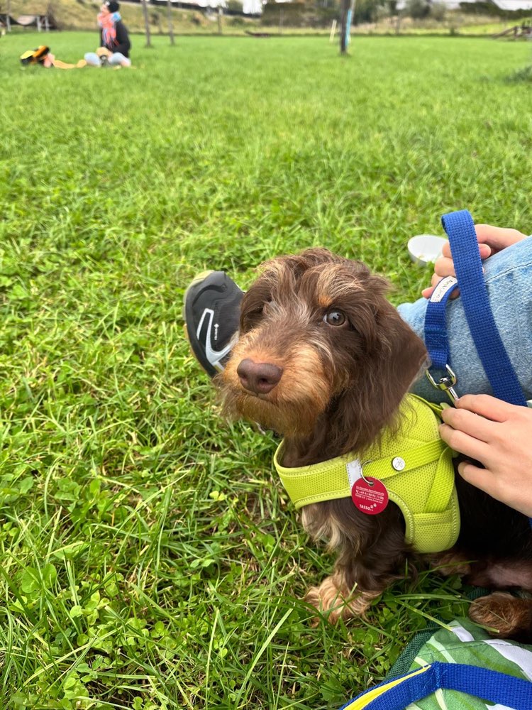 Hundetreffen-Playdate  for puppies-Profilbild