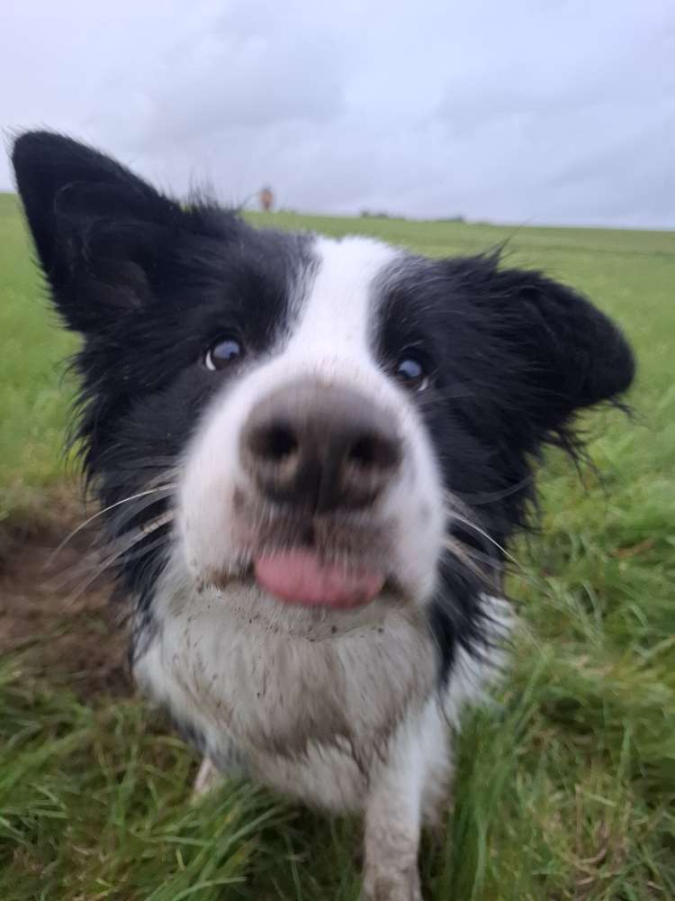 Hundetreffen-Hundekumpel für Dio gesucht-Profilbild