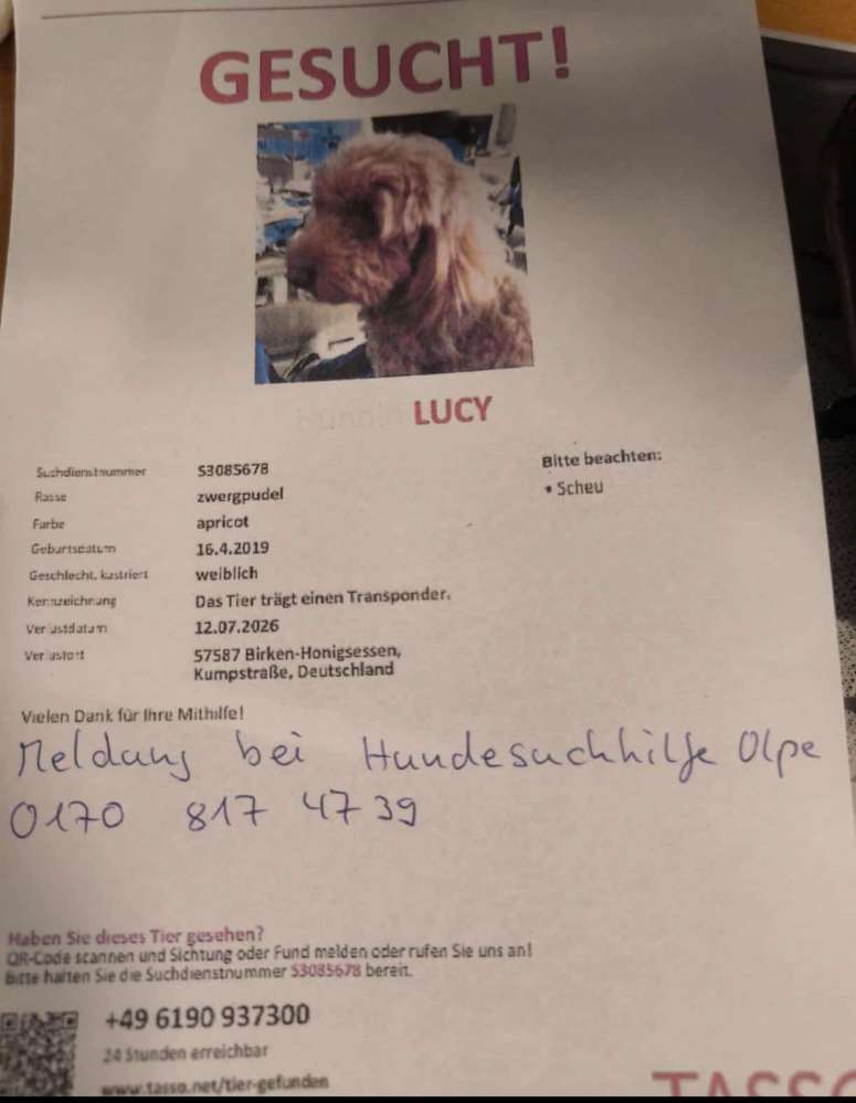 Suchmeldung-Lucy-Profilbild