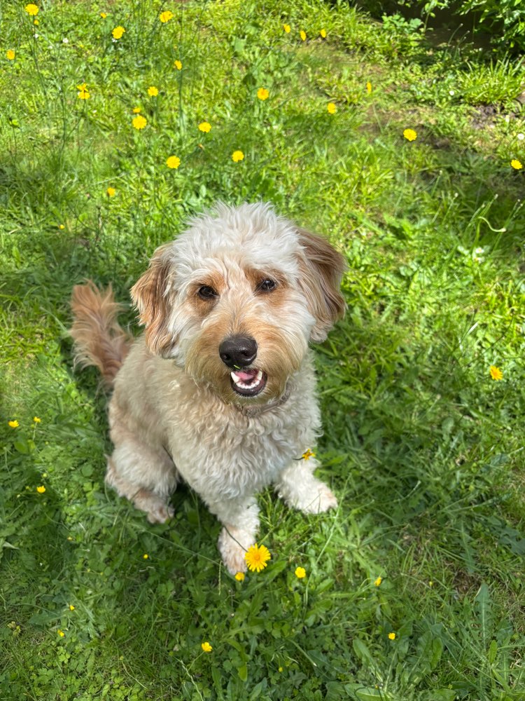 Hundetreffen-Treffen auf der Hundewiese-Profilbild
