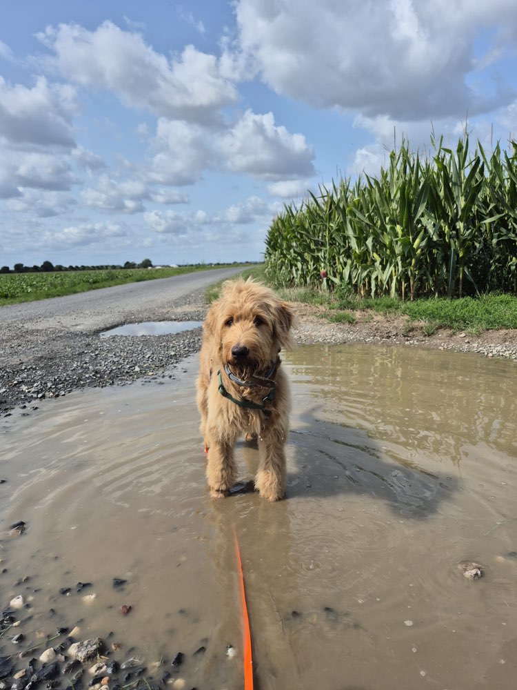 Hundetreffen-Spiel- und Trainingspartner gesucht-Profilbild