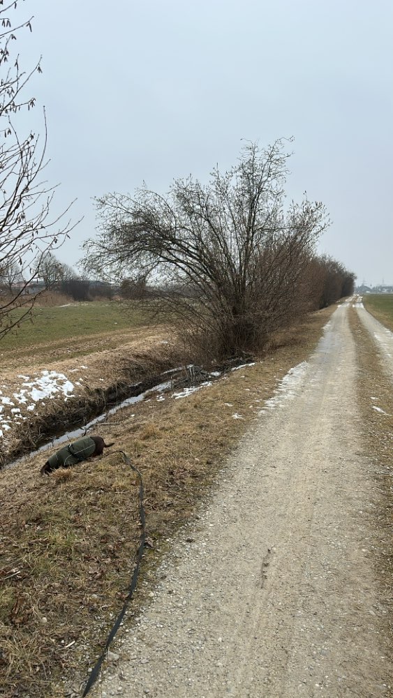 Hundetreffen-Gassigehen, spielen und Training🐶-Profilbild