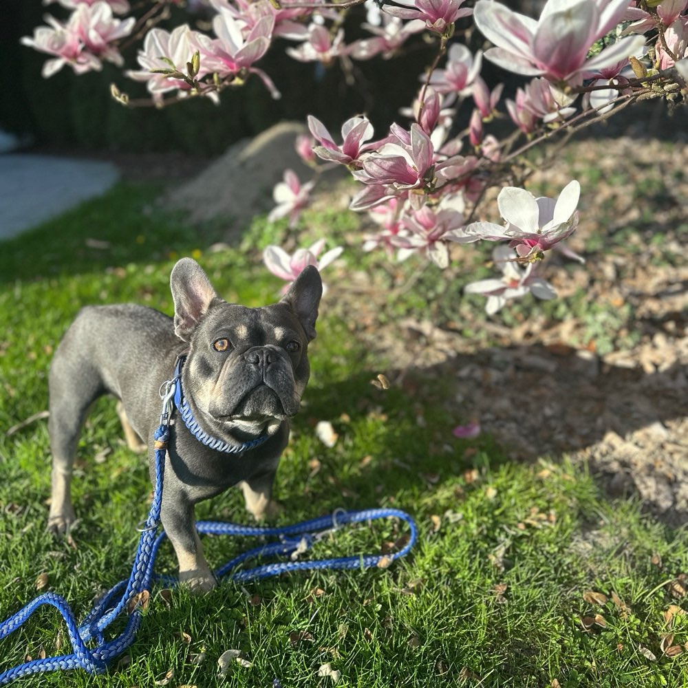 Hundetreffen-Gassi-/Spielrunde-Profilbild