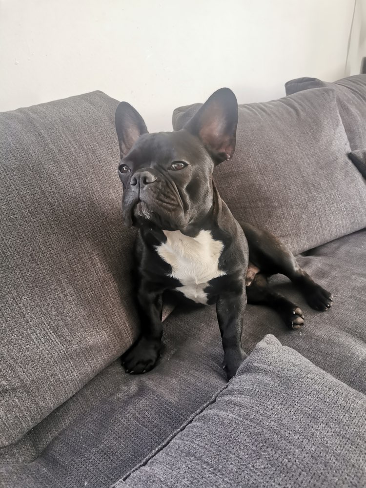 Hundetreffen-Französche Bulldogge ????-Profilbild
