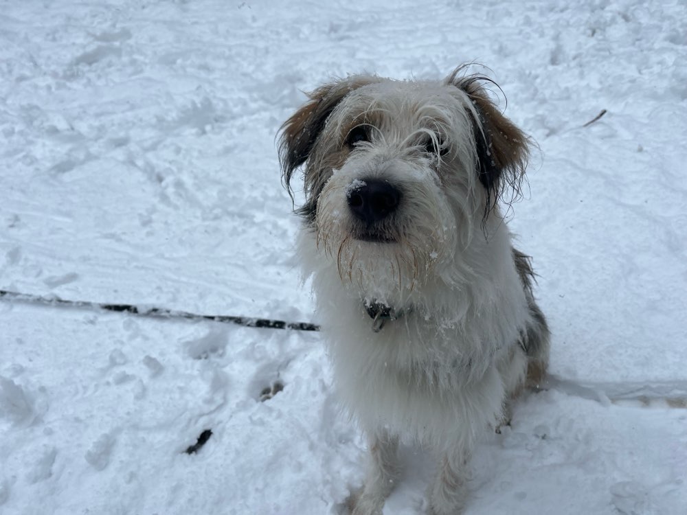 Hundetreffen-Zum Gassi gehen und spielen-Profilbild