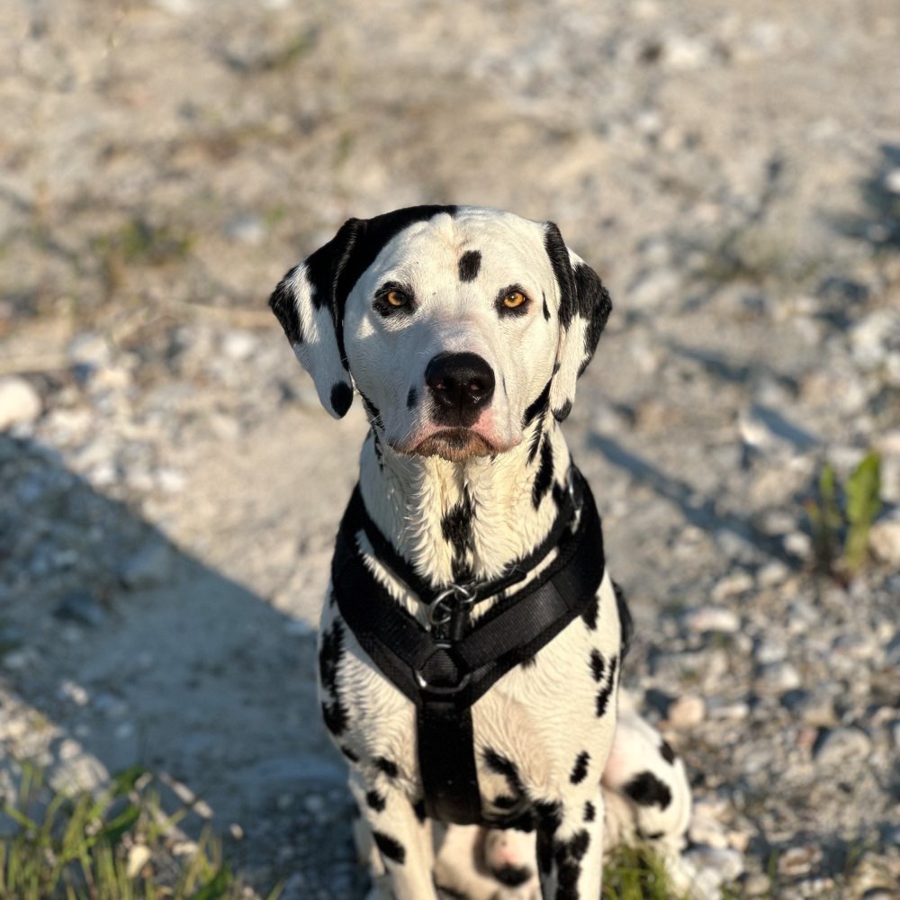 Ersteller:in TrainingspartnerInnen und feste Hundekontakte gesucht :) Profilbild