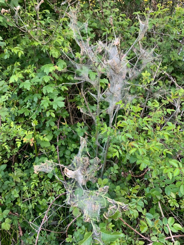 Giftköder-!!! Eichenprozessionsspinn-Profilbild