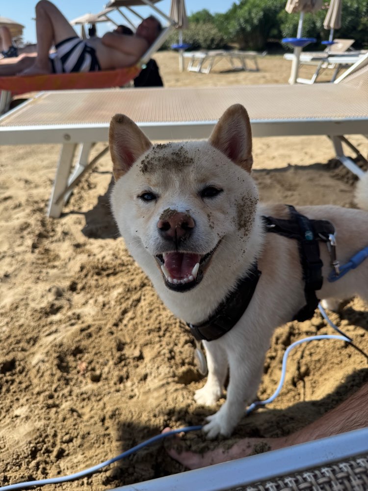 Hundetreffen-Gassi- und Spielfreunde für Pablo gesucht! 🐾-Profilbild
