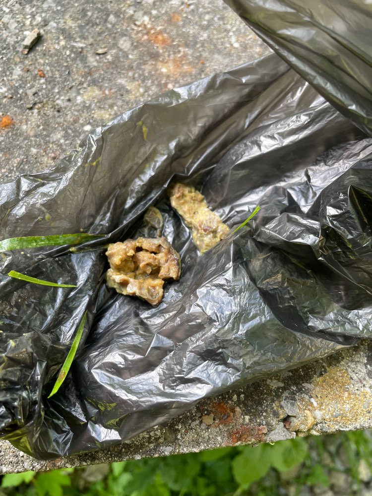 Giftköder-Eventuell Giftköder-Profilbild