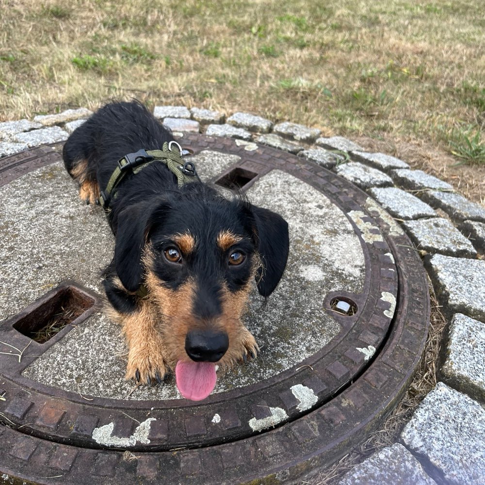 Hundetreffen-Gassirunde und spielen an der Elbe-Profilbild