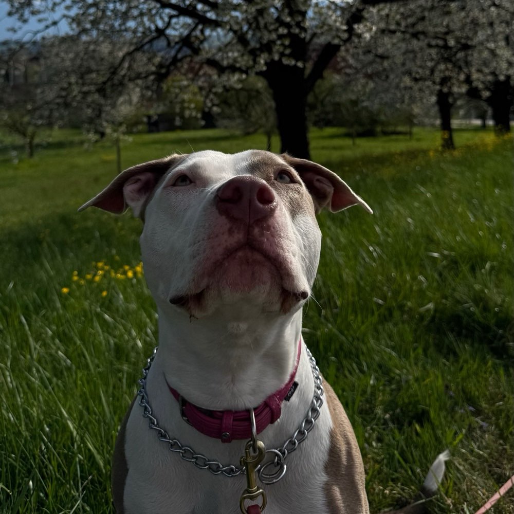 Hundetreffen-gassi runde oder hunde einfach austoben lassen-Profilbild