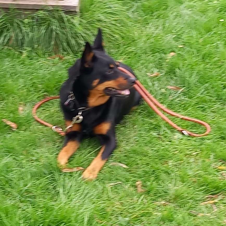 Hundetreffen-Kelpie Treffen, wo sind hier die Kelpie's zuhause?-Profilbild