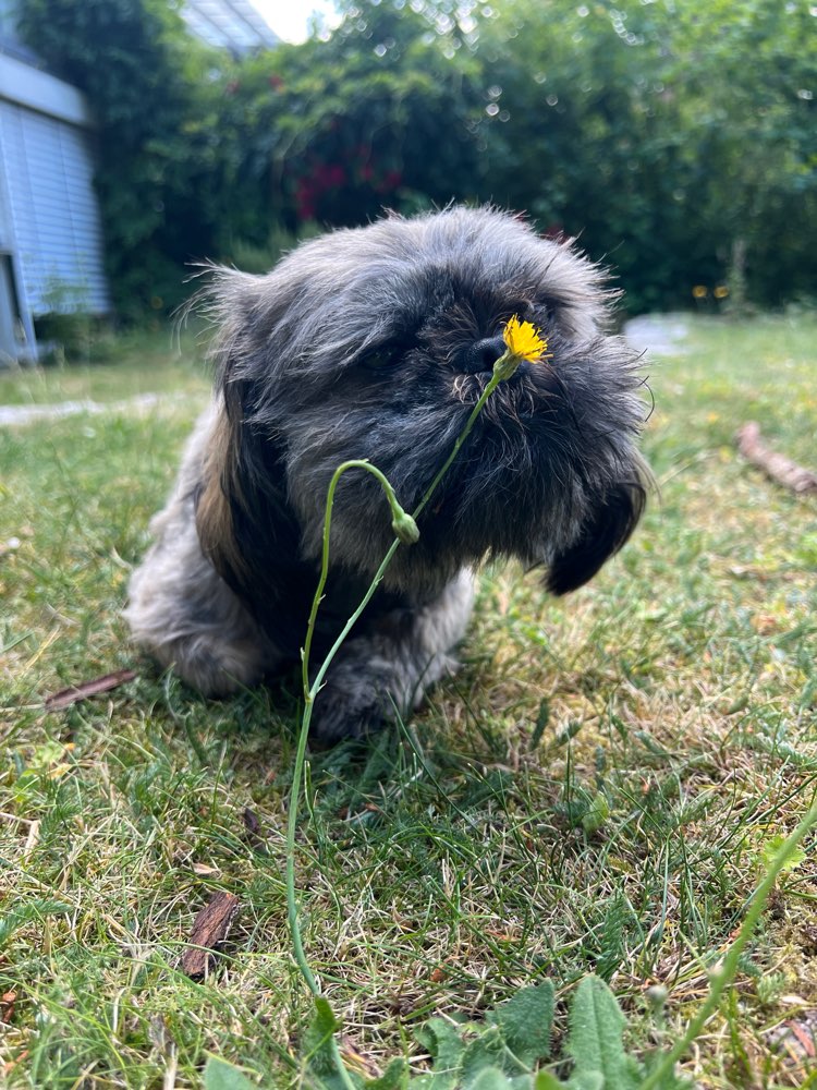 Hundetreffen-Gassi- und Spielrunde kleine Hunde unter 10 kg-Profilbild