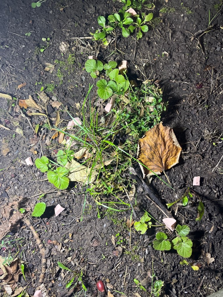 Giftköder-Wurststückchen-Profilbild