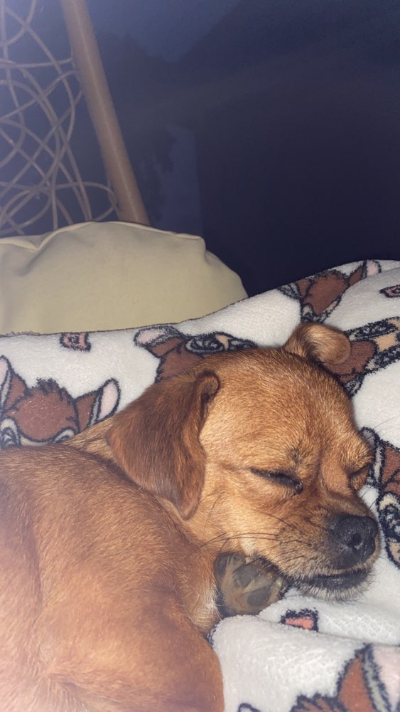 Hundetreffen-Hundespielen🎀-Profilbild