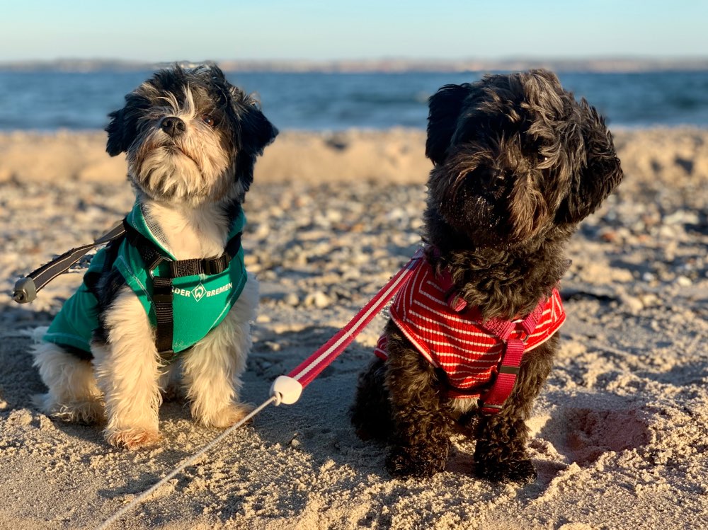 Hundetreffen-Spaziergang in Huchting-Profilbild
