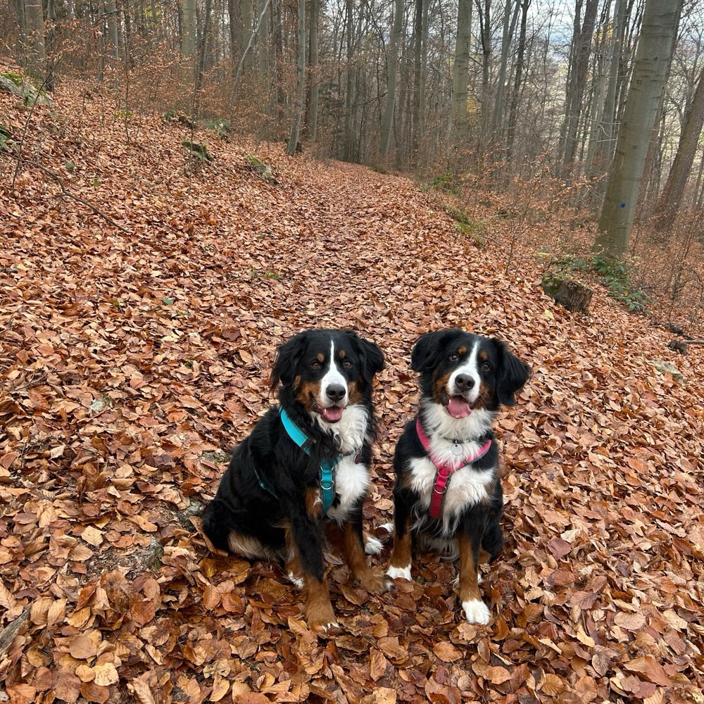 Hundetreffen-Sozial Walks oder Training-Profilbild