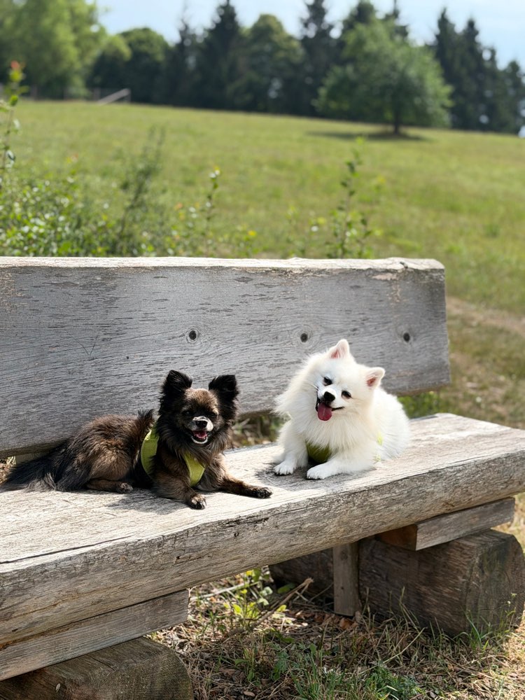 Hundetreffen-Walk & Talk-Profilbild