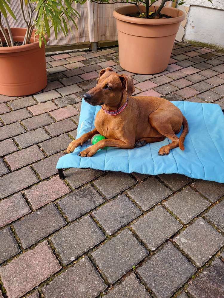 Hundetreffen-Gassirunde-Profilbild
