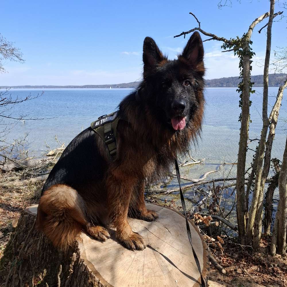 Hundetreffen-Begegnungstraining, Alltagstraining-Profilbild