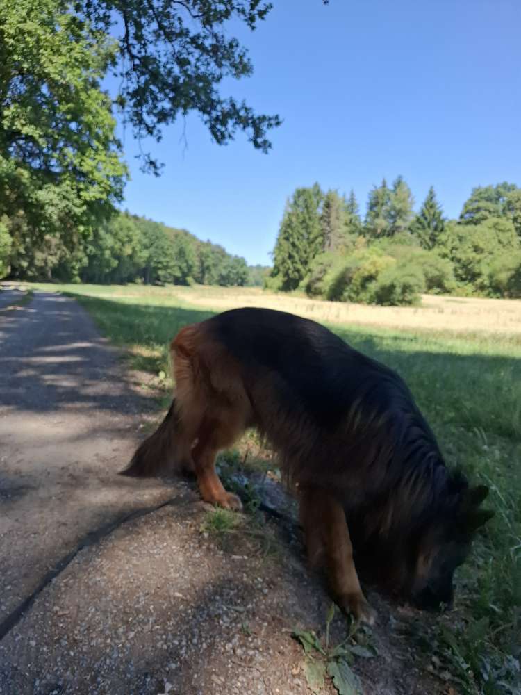 Hundetreffen-Fährten-Profilbild