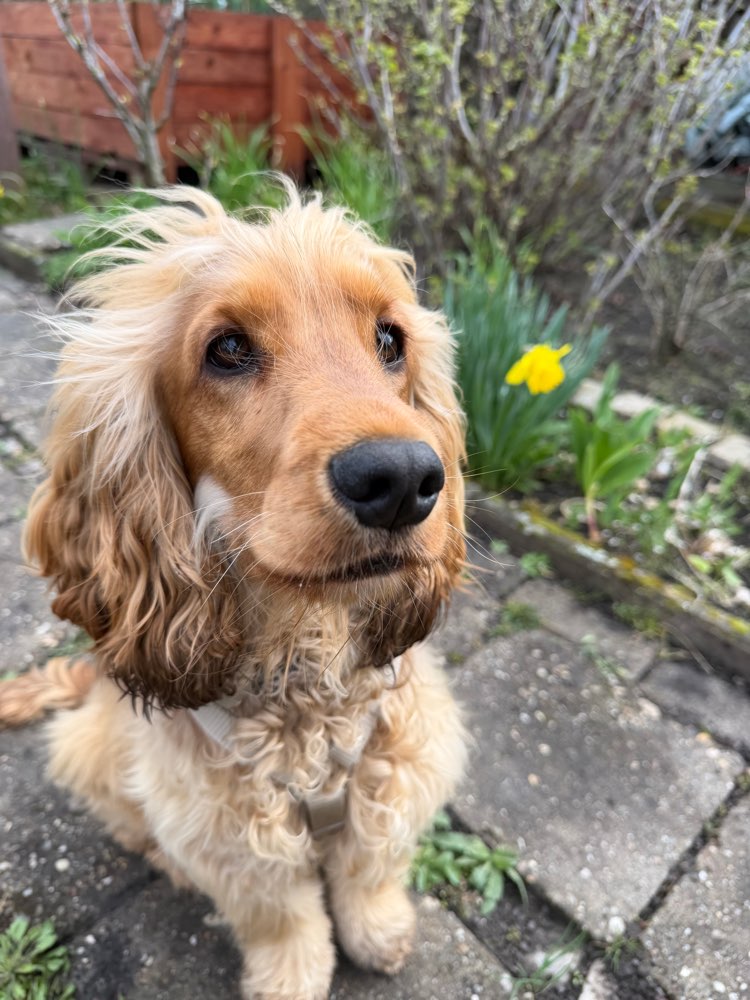 Hundetreffen-Spiel-und Gassirunden 🐾-Profilbild