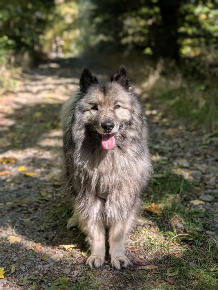 Hundetreffen-Omi's & Opi's - gemütliche Hunderunde-Profilbild