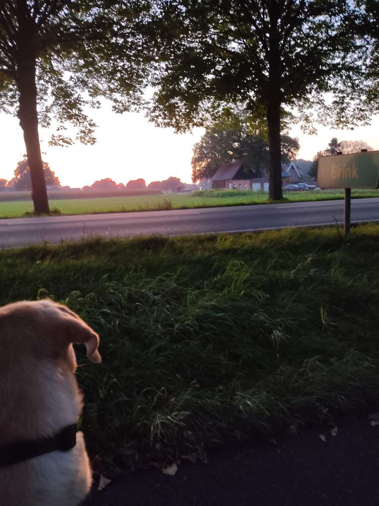 Hundetreffen-Gassi Runde Coesfeld-Profilbild