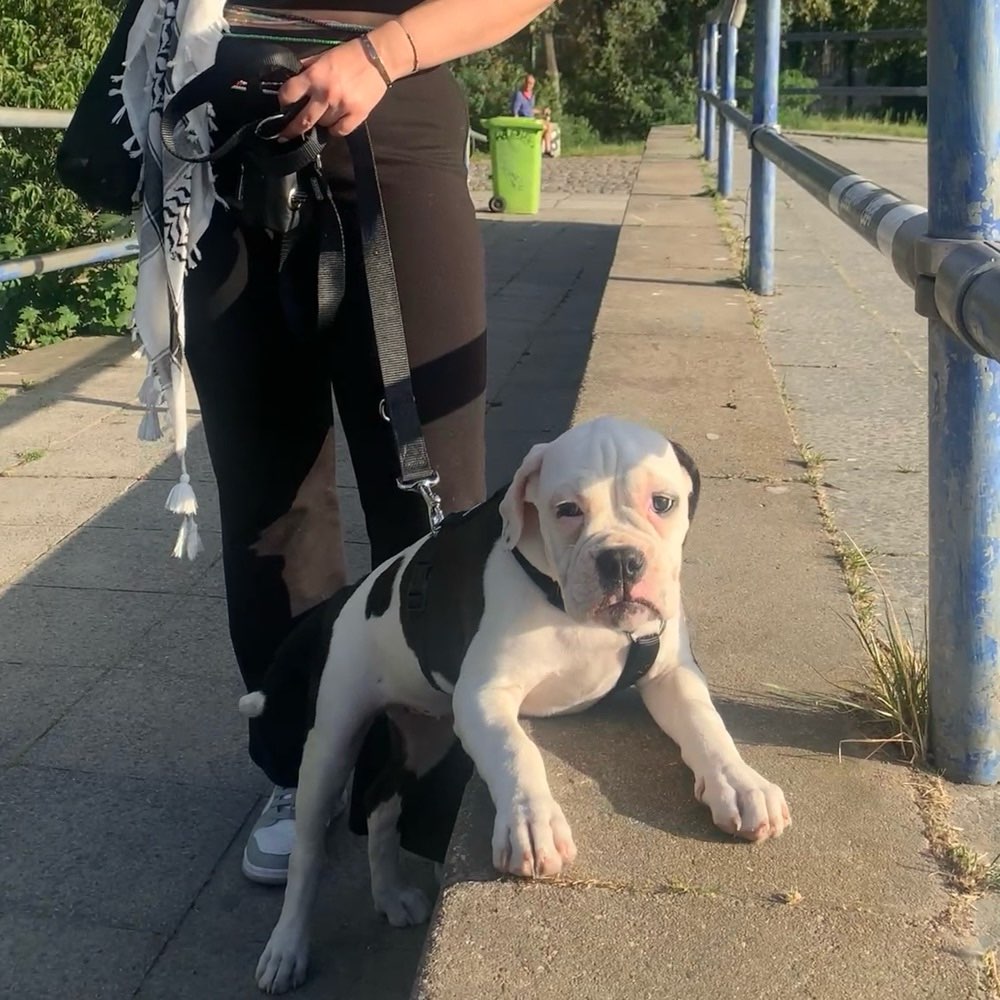 Hundetreffen-Puppy meet up 🐾 Mitte/Kreuzberg-Profilbild