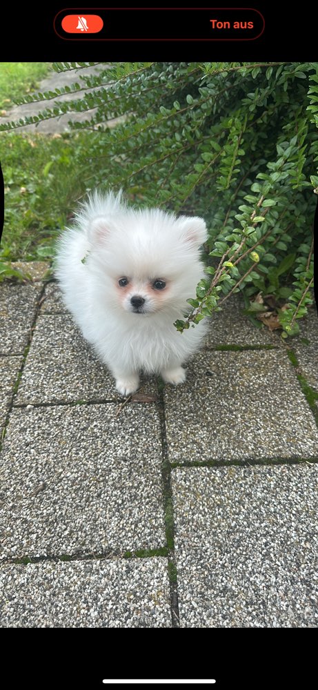 Hundetreffen-Welpen treffen aus Reutlingen-Profilbild