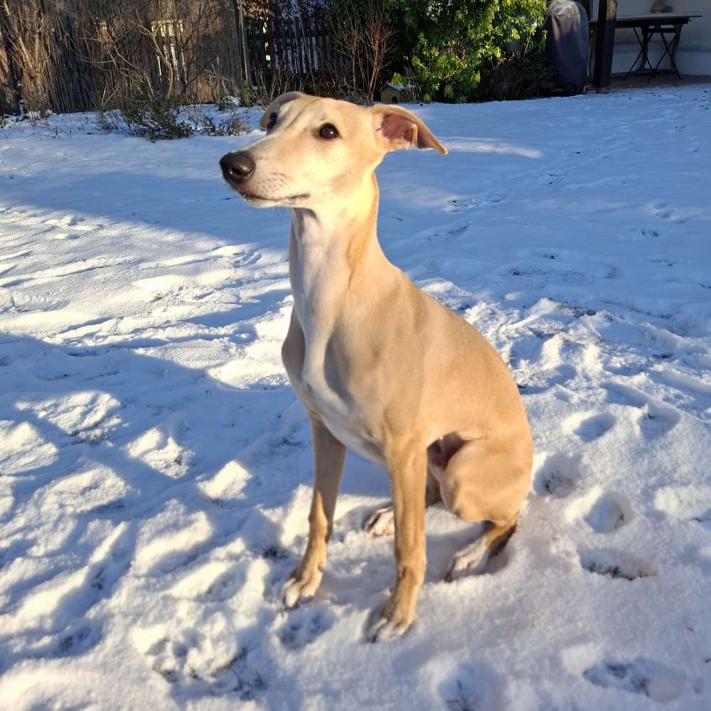 Hundetreffen-Welpentreffen München West-Profilbild