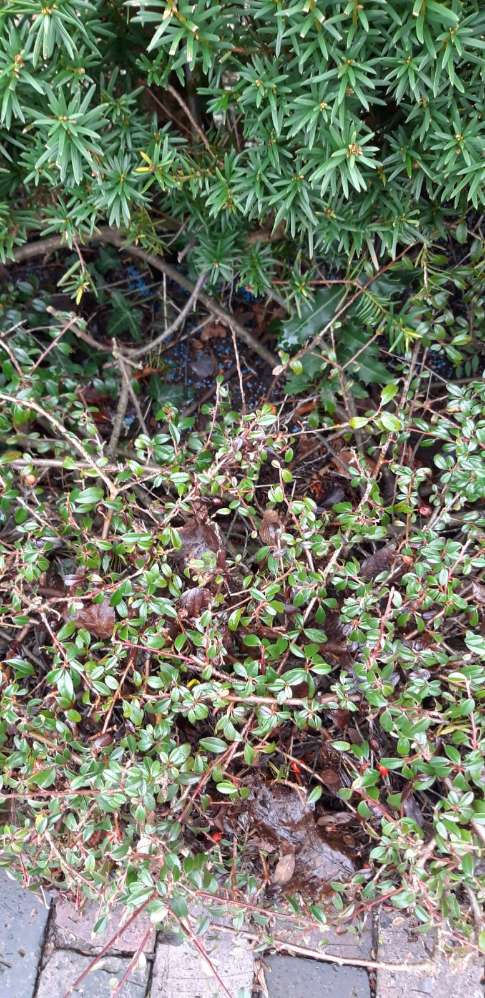 Giftköder-Achtung Schneckengift!!-Profilbild